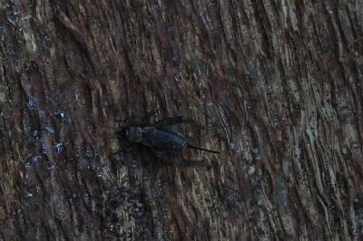 Nemobius sylvestris
