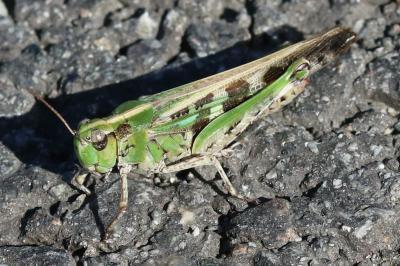 Aiolopus thalassinus
