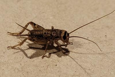 Eumodicogryllus bordigalensis