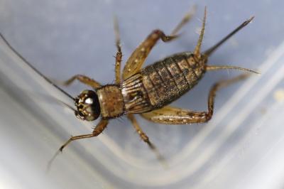 Nemobius sylvestris