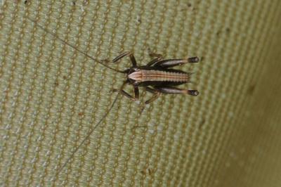 Pholidoptera griseoaptera