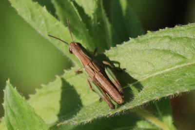 Pseudochorthippus parallelus