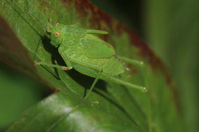 Phaneroptera falcata
