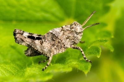 Oedipoda caerulescens