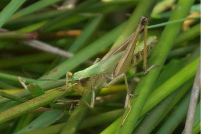 Pseudochorthippus parallelus