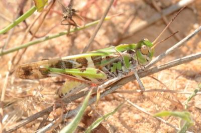 Oedaleus decorus
