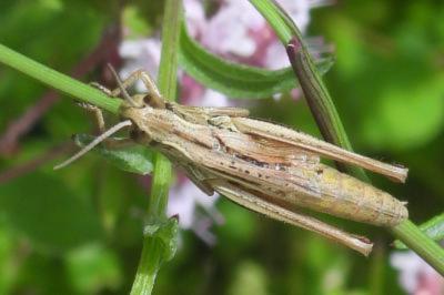 Euchorthippus declivus