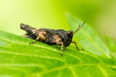 Tetrix undulata