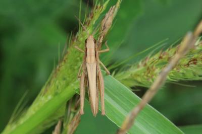 Euchorthippus elegantulus