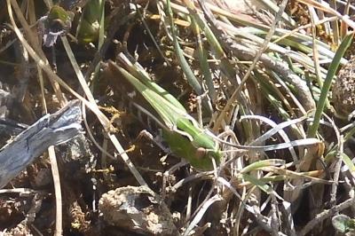 Stenobothrus lineatus