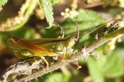 Mecostethus parapleurus