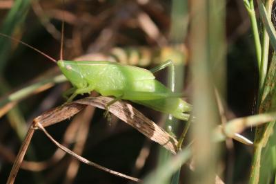 Ruspolia nitidula nitidula