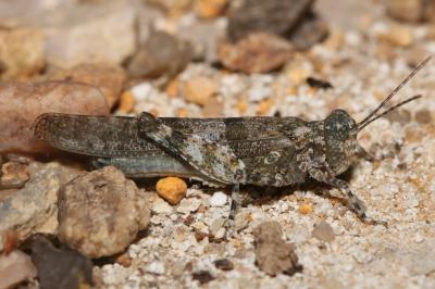 Sphingonotus caerulans
