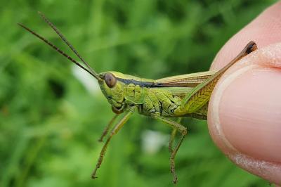 Mecostethus parapleurus