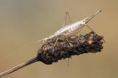 Oecanthus pellucens