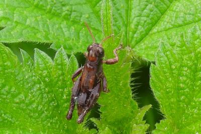 Pezotettix giornae