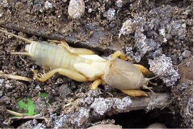 Gryllotalpa gryllotalpa