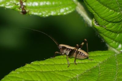 Pholidoptera griseoaptera