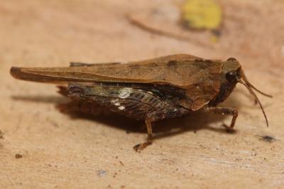 Tetrix subulata