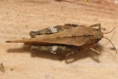 Tetrix subulata