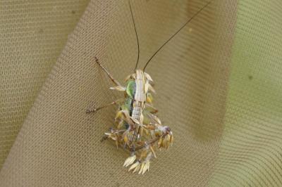Roeseliana roeselii