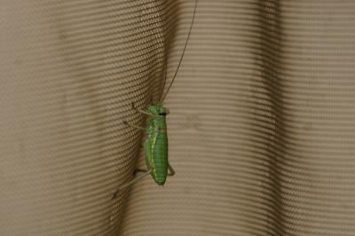 Ephippiger diurnus