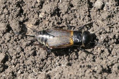 Gryllus campestris