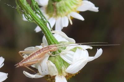 Oecanthus pellucens