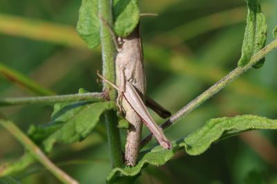 Chrysochraon dispar