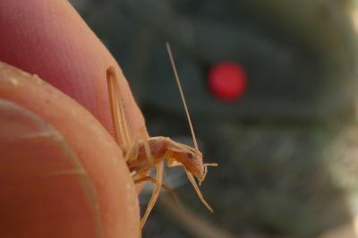 Oecanthus pellucens