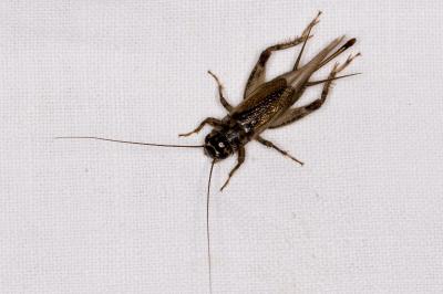 Eumodicogryllus bordigalensis