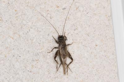 Eumodicogryllus bordigalensis