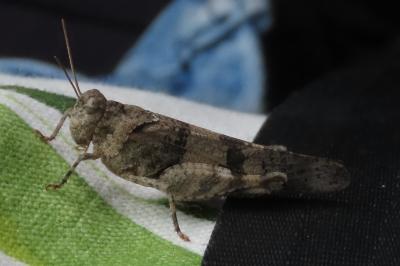 Oedipoda caerulescens