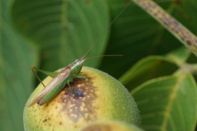 Conocephalus fuscus