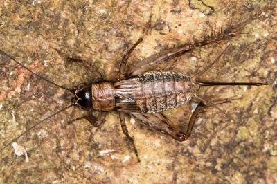 Nemobius sylvestris