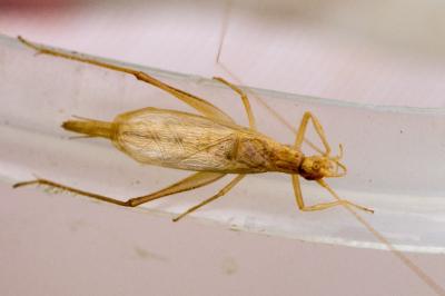 Oecanthus pellucens