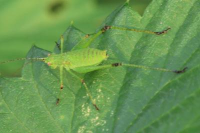 Leptophyes punctatissima