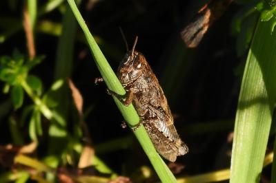 Pezotettix giornae