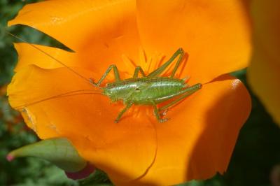 Grande Sauterelle verte