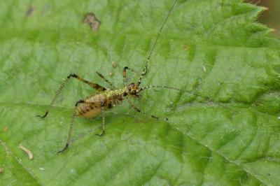 <i>Phaneroptera</i>