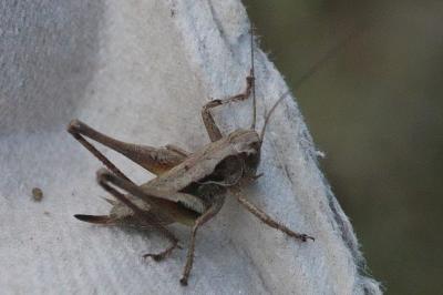 Pholidoptera griseoaptera