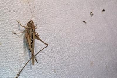 Tessellana tessellata