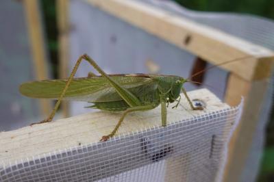 Tettigonia viridissima