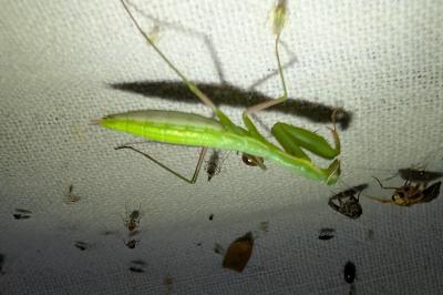 Mantis religiosa