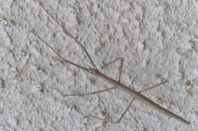 Clonopsis gallica
