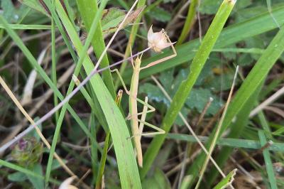 Clonopsis gallica