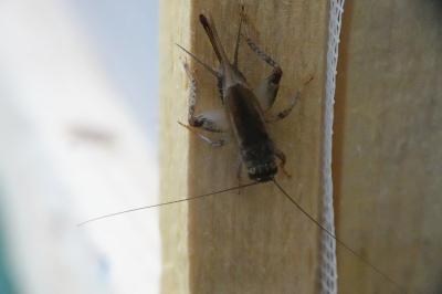 Eumodicogryllus bordigalensis