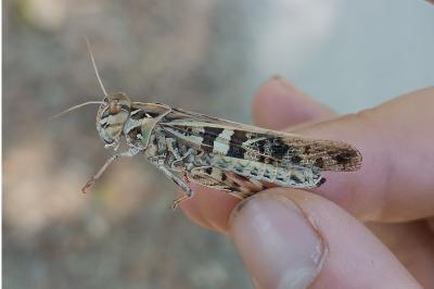 Oedaleus decorus