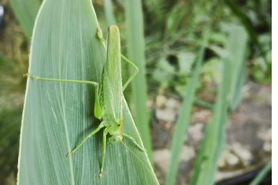 Grande Sauterelle verte