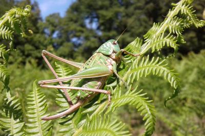 Decticus verrucivorus